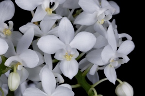 Phalaenopsis equestris Dove AM/AOS 82 pts.